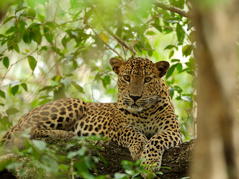 Leopard (Panthera pardus) trails in Yala National Park